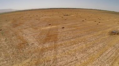 Bereketli yağmurlardan sonra buğday tarlaları