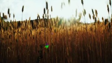 Bereketli yağmurlardan sonra buğday tarlaları