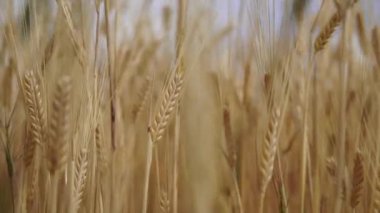 Bereketli yağmurlardan sonra buğday tarlaları