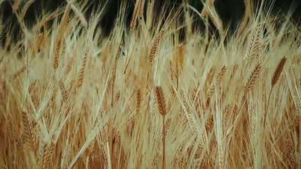 Campo Trigo Después Lluvias Fértiles — Vídeo de stock