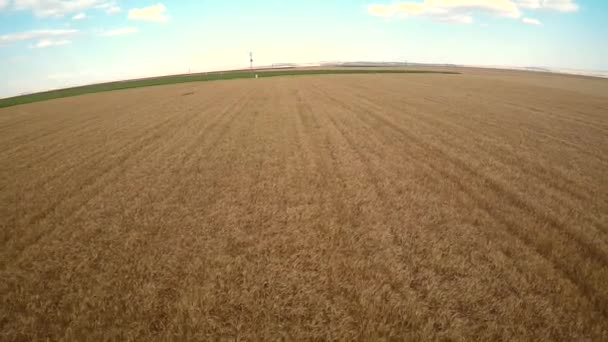 pšeničné pole po úrodných deštích