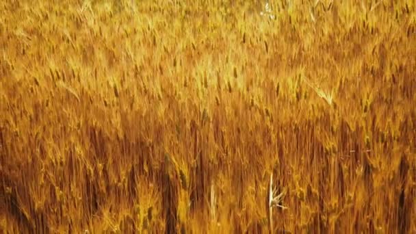 Campo Trigo Después Lluvias Fértiles — Vídeo de stock