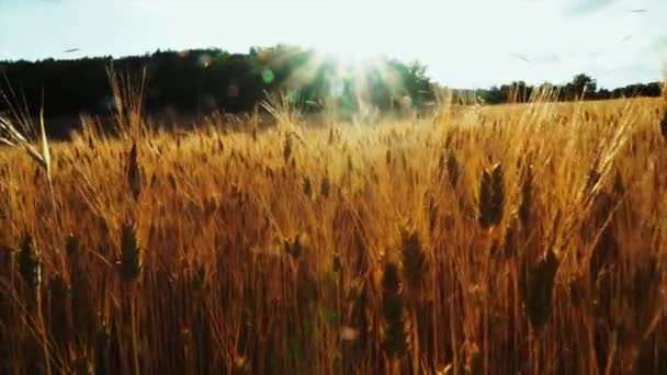 Пшеничное Поле После Плодородных Дождей — стоковое видео