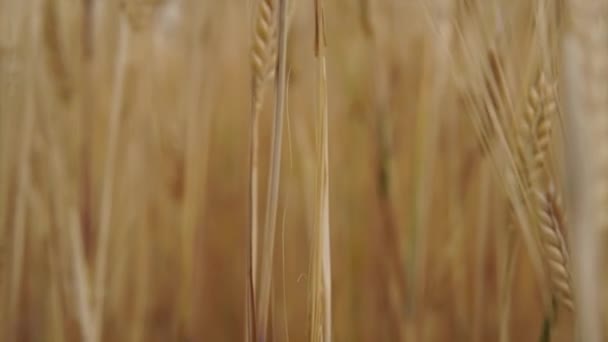 Пшеничное Поле После Плодородных Дождей — стоковое видео