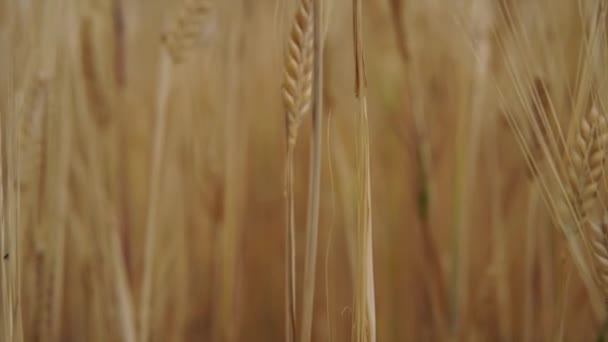 Champ Blé Après Les Pluies Fertiles — Video