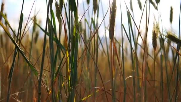 Campo Trigo Após Chuvas Férteis — Vídeo de Stock