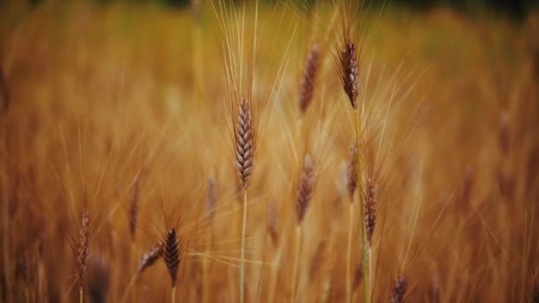 Campo Trigo Después Lluvias Fértiles — Vídeos de Stock