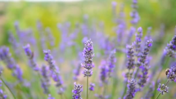 Lavender Garden Worker Honey Bees — Stock Video