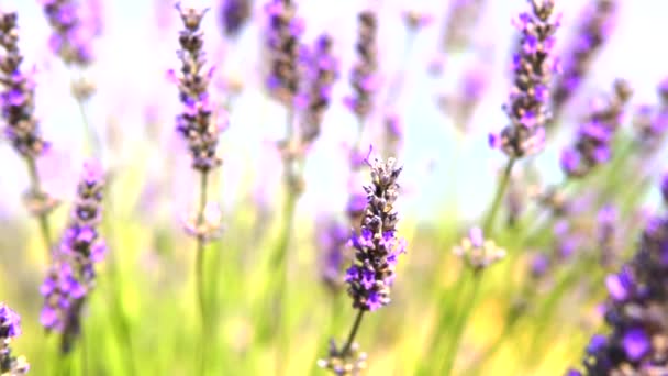 Lavendelgarten Und Arbeiter Honigbienen — Stockvideo