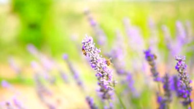 Lavanta bahçesi ve işçi bal arıları.
