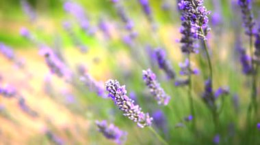 Lavanta bahçesi ve işçi bal arıları.