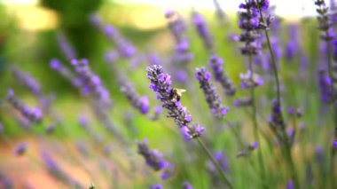 Lavanta bahçesi ve işçi bal arıları.