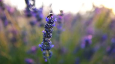 Lavanta bahçesi ve işçi bal arıları.