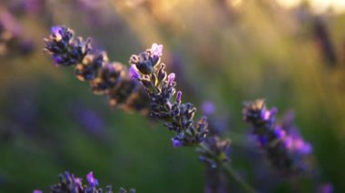 Lavanta bahçesi ve işçi bal arıları.