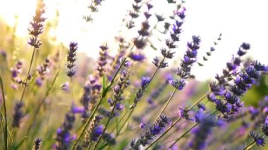 Lavanta bahçesi ve işçi bal arıları.