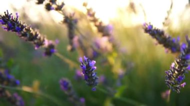 Lavanta bahçesi ve işçi bal arıları.