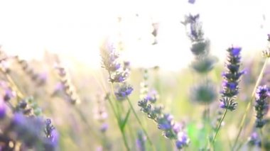 Lavanta bahçesi ve işçi bal arıları.