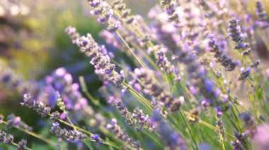 Lavanta bahçesi ve işçi bal arıları.