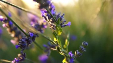 Lavanta bahçesi ve işçi bal arıları.