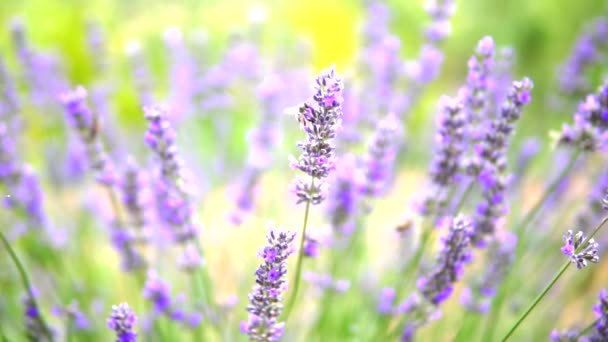 Lavendelgarten Und Arbeiter Honigbienen — Stockvideo