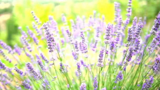 Lavendel Trädgård Och Arbetare Honungsbin — Stockvideo