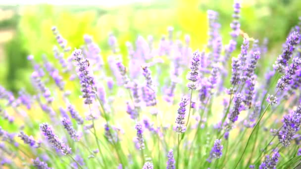 Lavendel Haven Arbejdstager Honning Bier – Stock-video