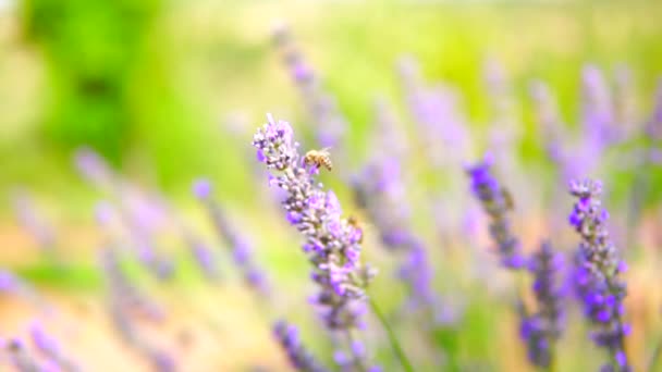 Lavendelgarten Und Arbeiter Honigbienen — Stockvideo