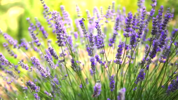 Lavendelgarten Und Arbeiter Honigbienen — Stockvideo