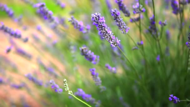 Lavendel Trädgård Och Arbetare Honungsbin — Stockvideo