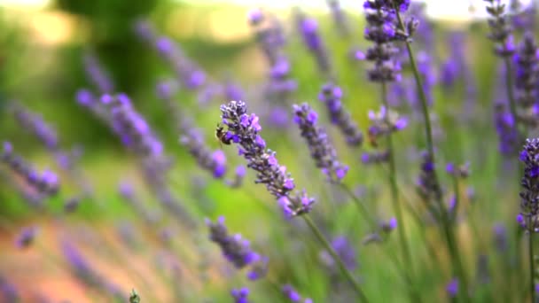 Lavanta Bahçesi Işçi Bal Arıları — Stok video