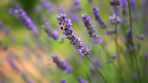 Lavendelgarten Und Arbeiter Honigbienen — Stockvideo