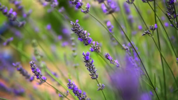 Lavender Garden Worker Honey Bees — Stock Video