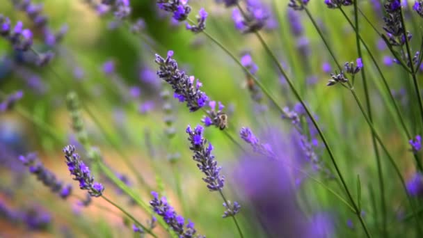 Lavendel Trädgård Och Arbetare Honungsbin — Stockvideo