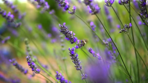 Lavanda Jardim Abelhas Trabalhadoras Mel — Vídeo de Stock