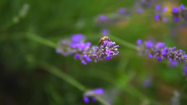 Lavendelgarten Und Arbeiter Honigbienen — Stockvideo