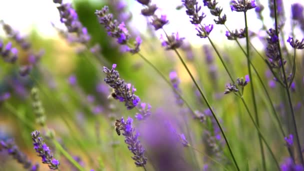 Lavender Garden Worker Honey Bees — Stock Video