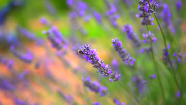 Jardín Lavanda Abejas Obreras — Vídeo de stock