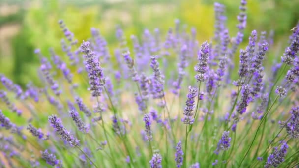 Lavender Garden Dan Pekerja Lebah Madu — Stok Video
