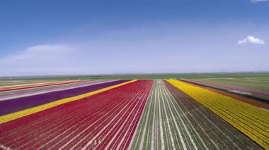 Renkli lale çiçeklerinden yaptığım mükemmel bahar