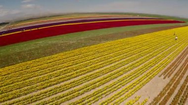 Renkli lale çiçeklerinden yaptığım mükemmel bahar