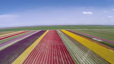 Renkli lale çiçeklerinden yaptığım mükemmel bahar