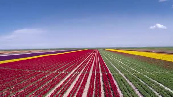 Primavera Perfecta Que Creé Coloridas Flores Tulipán — Vídeo de stock