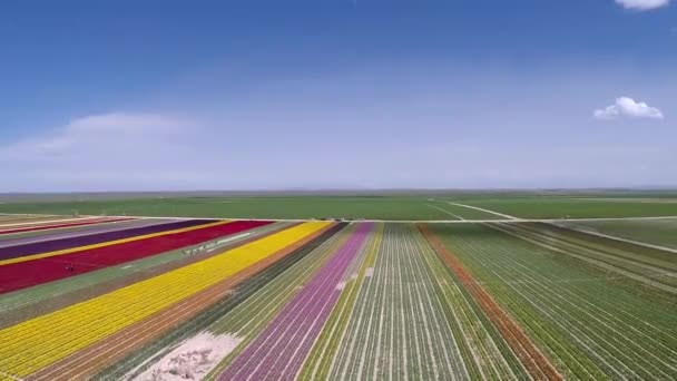 Primavera Perfetta Che Creato Fiori Tulipano Colorati — Video Stock