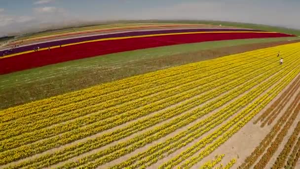 Primavera Perfetta Che Creato Fiori Tulipano Colorati — Video Stock