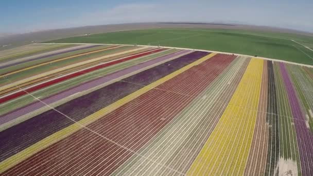 Primavera Perfecta Que Creé Coloridas Flores Tulipán — Vídeo de stock