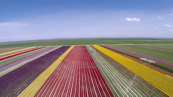 Perfecte Lente Die Gemaakt Van Kleurrijke Tulp Bloemen — Stockvideo
