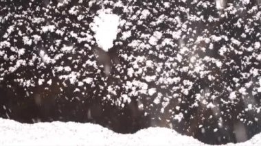 Güzel bir gün ve kar taneleri yağmaya devam ediyor..