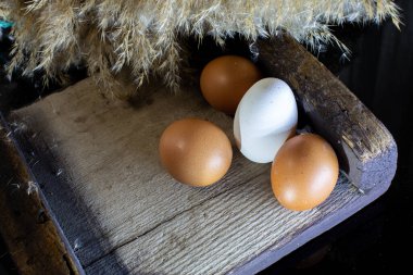 Yumurtanın ışık ve kontrastlı fotoğrafları.