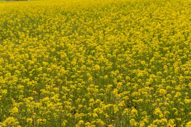 Kanola tecavüz tarım çiçeği 