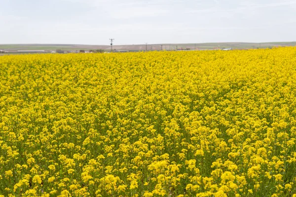 Канола Зґвалтування Сільське Господарство Квітка — стокове фото